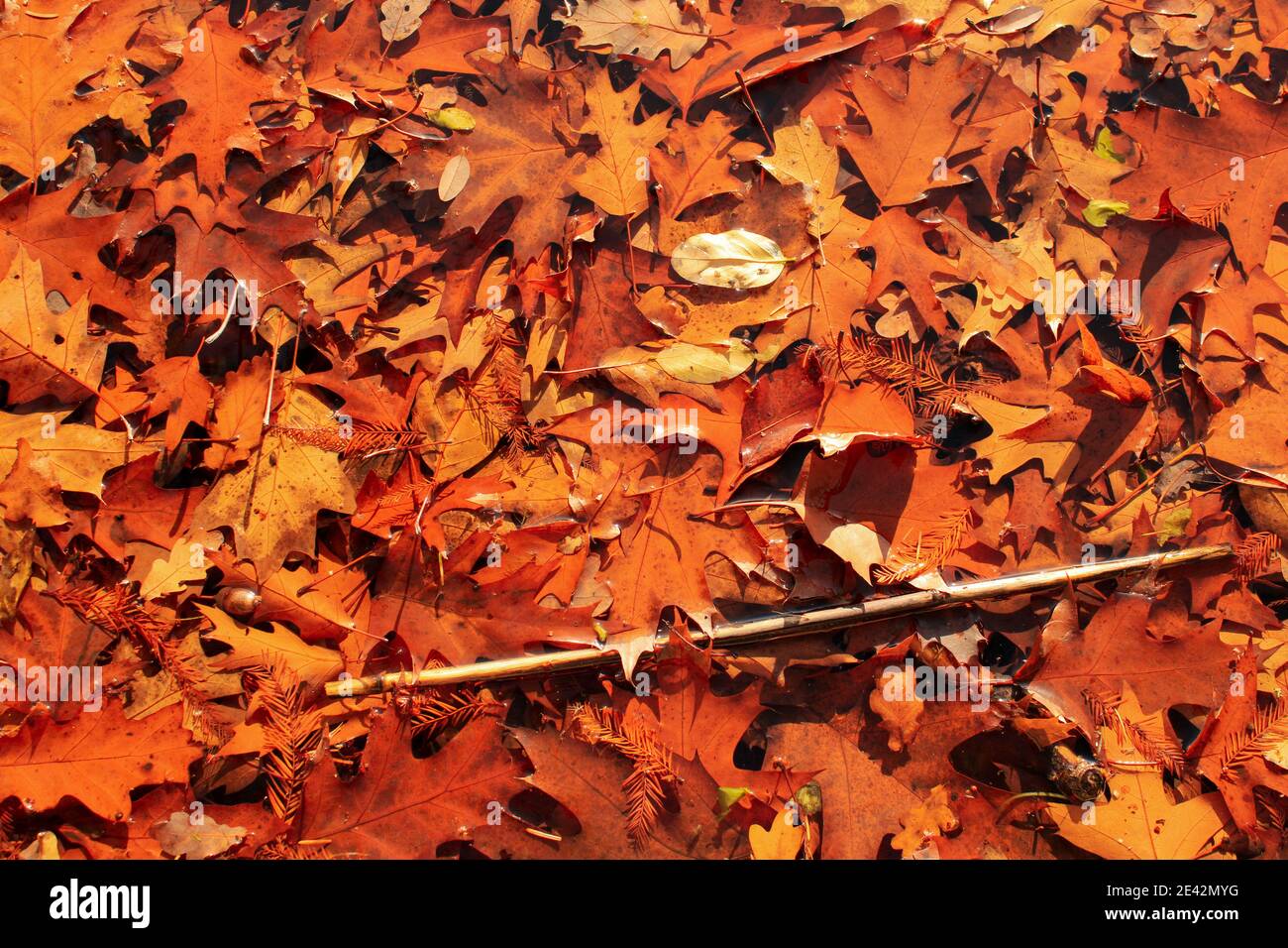 Colorful autumn leaves fallen on the ground Stock Photo - Alamy