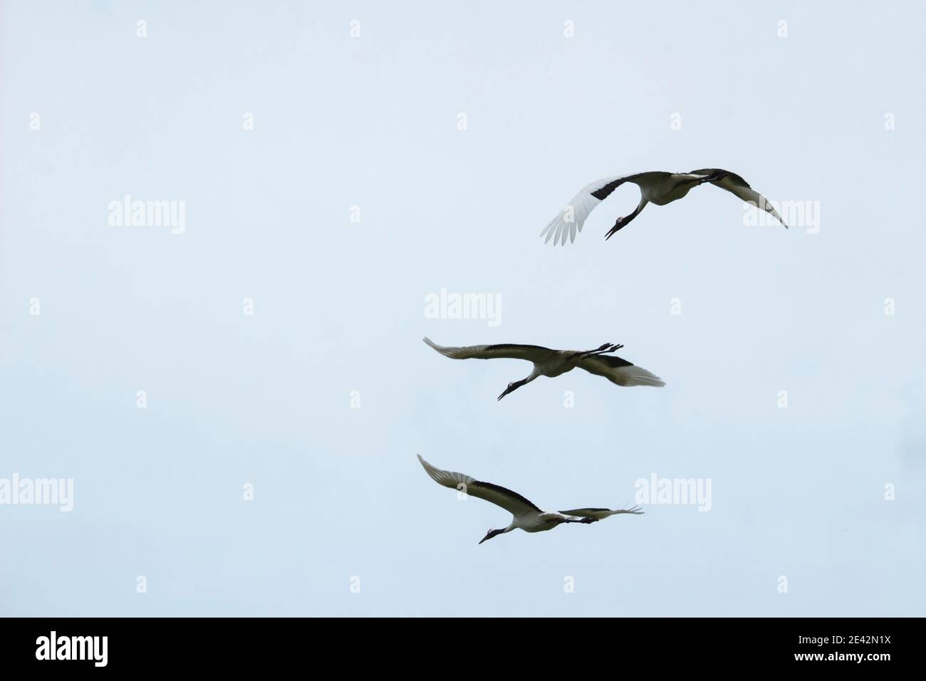 Back view of cranes flying in formation Stock Photo