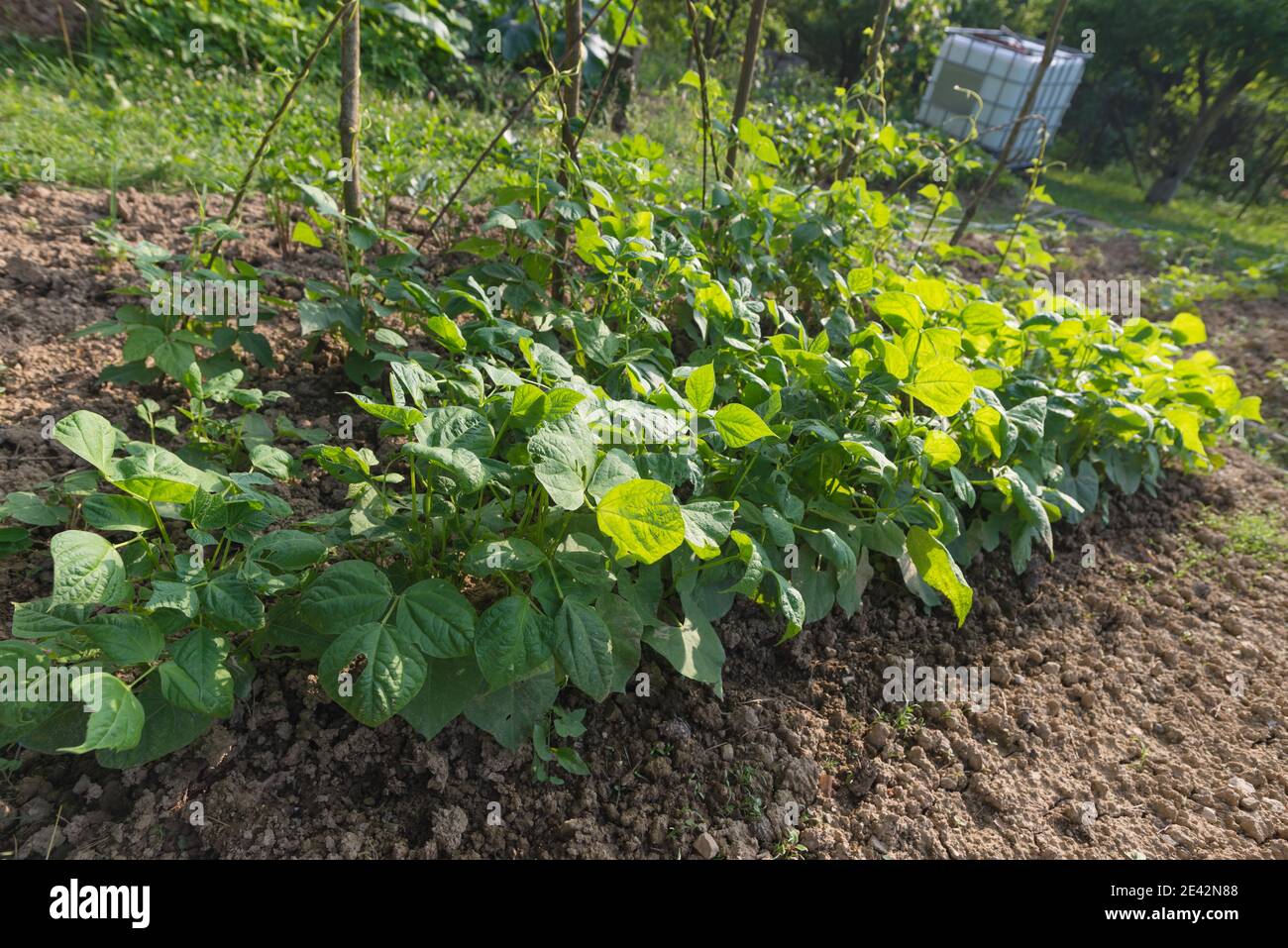 Kidney beans seedbed growing on farm. Patch of young green plants of