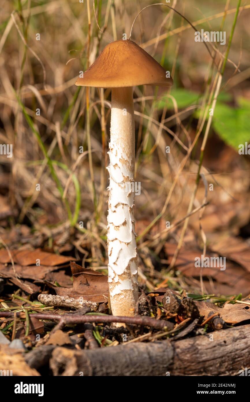 Selective focus shot of a wild mushroom growing in a forest Stock Photo ...