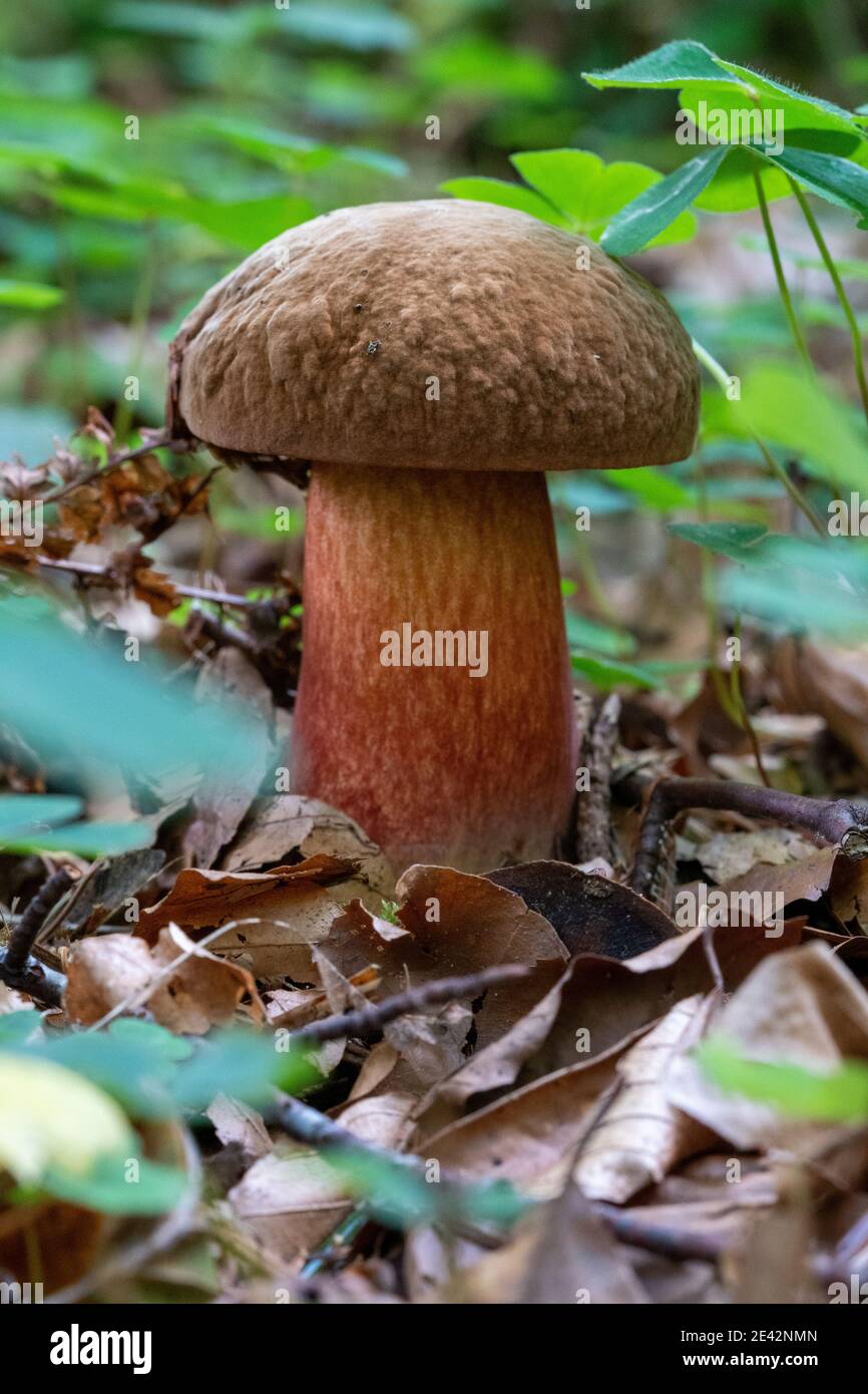 Selective focus shot of a wild mushroom growing in a forest Stock Photo ...