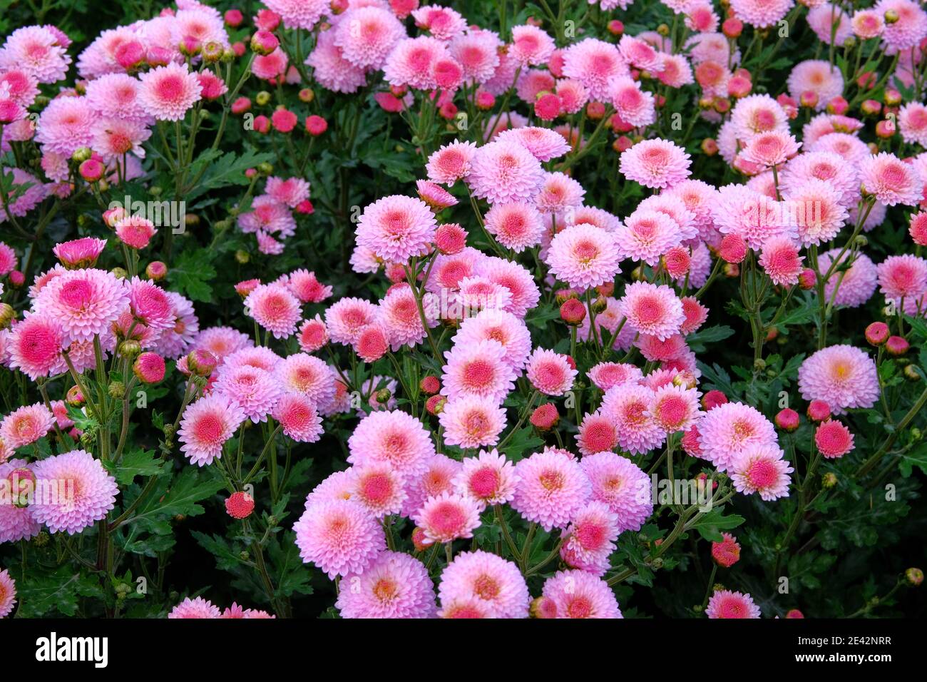 Violet chrysanthemum hi-res stock photography and images - Alamy