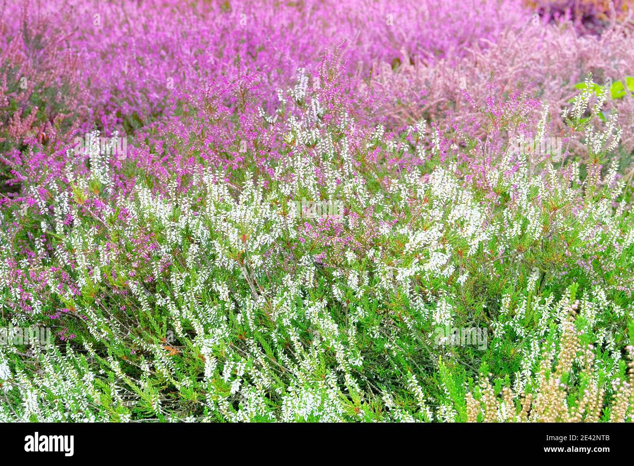 White pink common heather (Calluna vulgaris). Landscape plant heather. Nature blooming background. Stock Photo