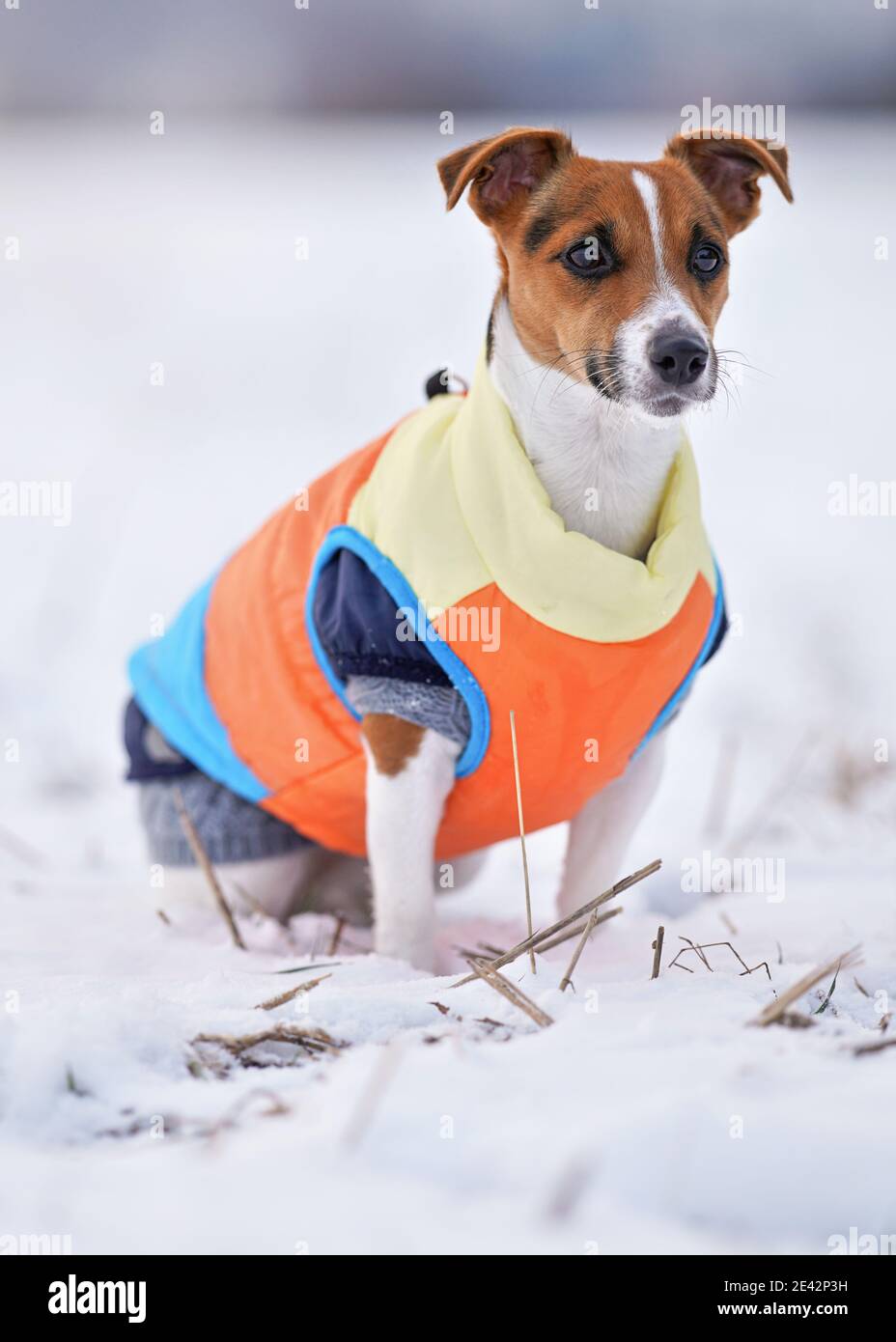 Small Jack Russell terrier dog in bright orange yellow and blue winter  jacket sitting on snow covered ground Stock Photo - Alamy