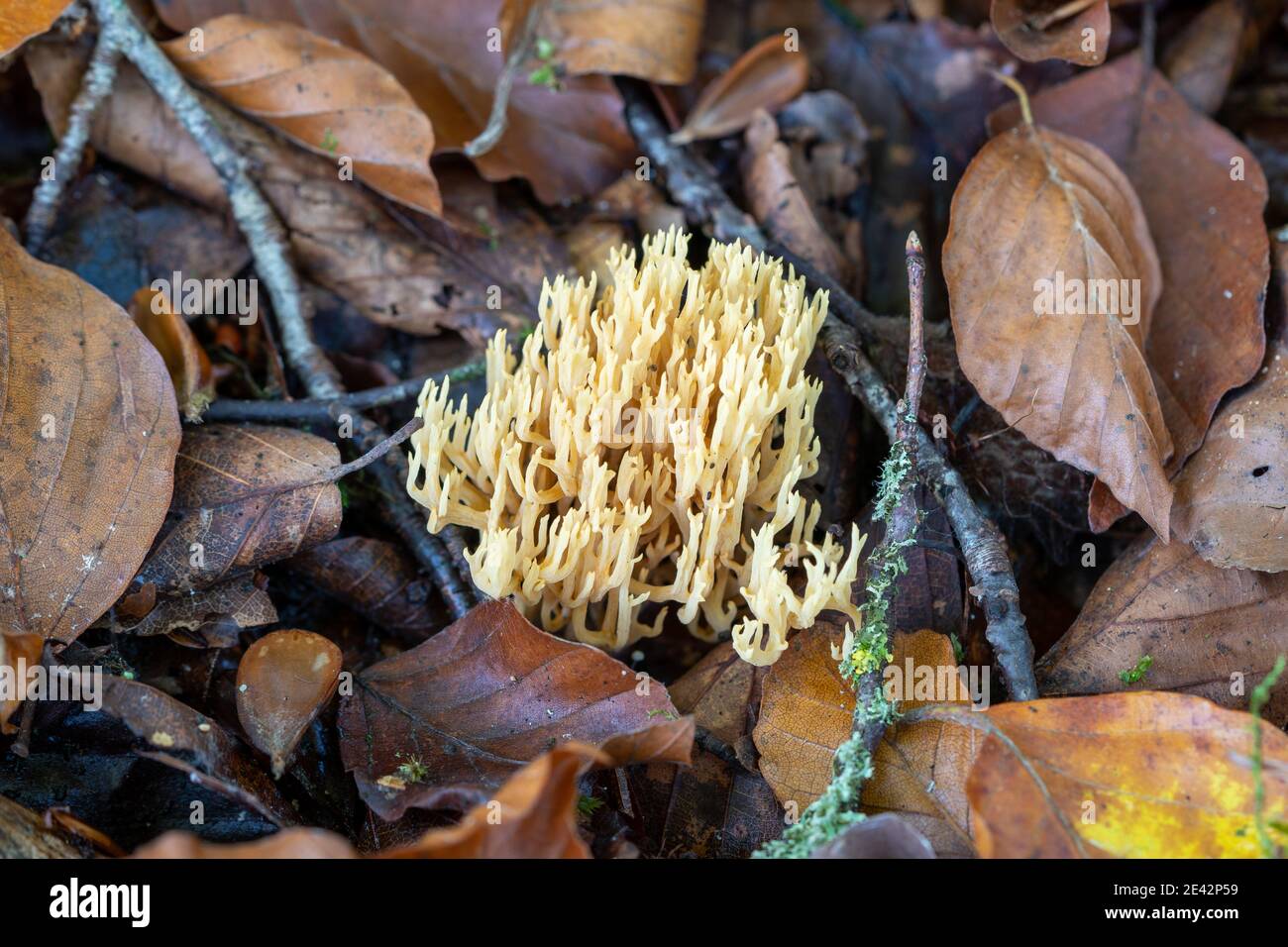 Selective focus shot of Ramaria stricta mushroom growing in a forest Stock Photo