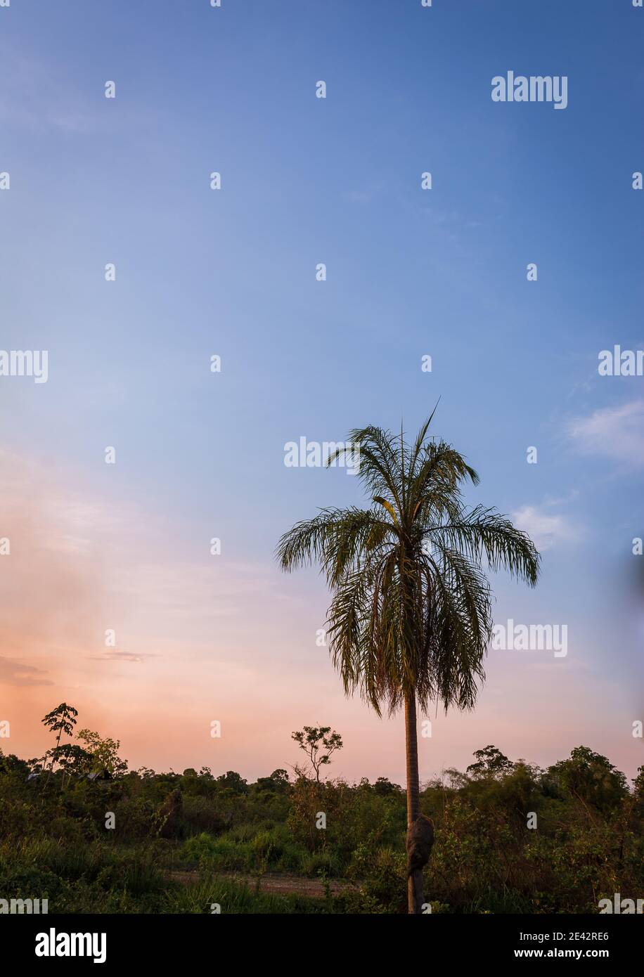 Sunset shot palm tree hi-res stock photography and images - Alamy