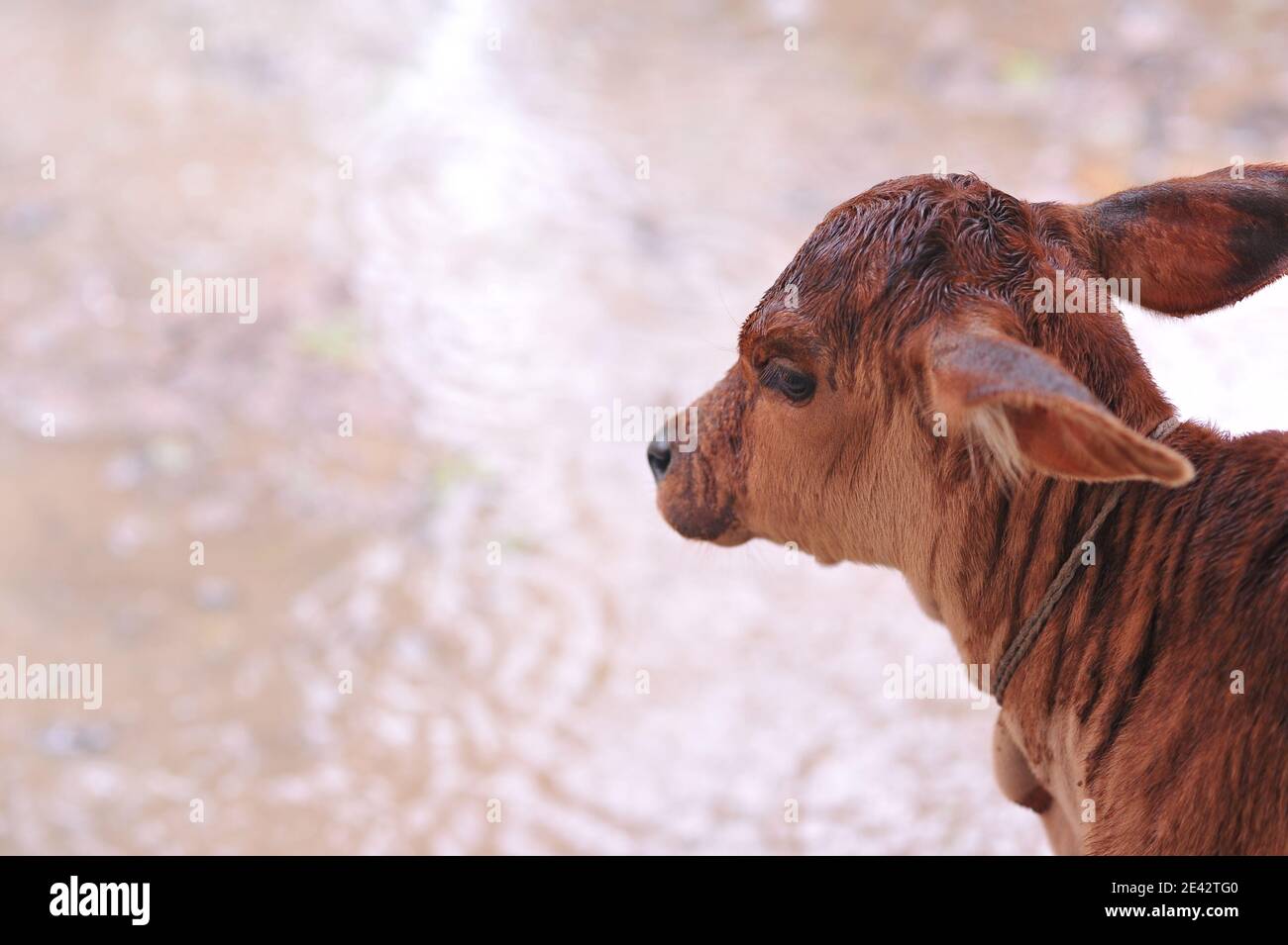 High angle shot cattle hi-res stock photography and images - Alamy