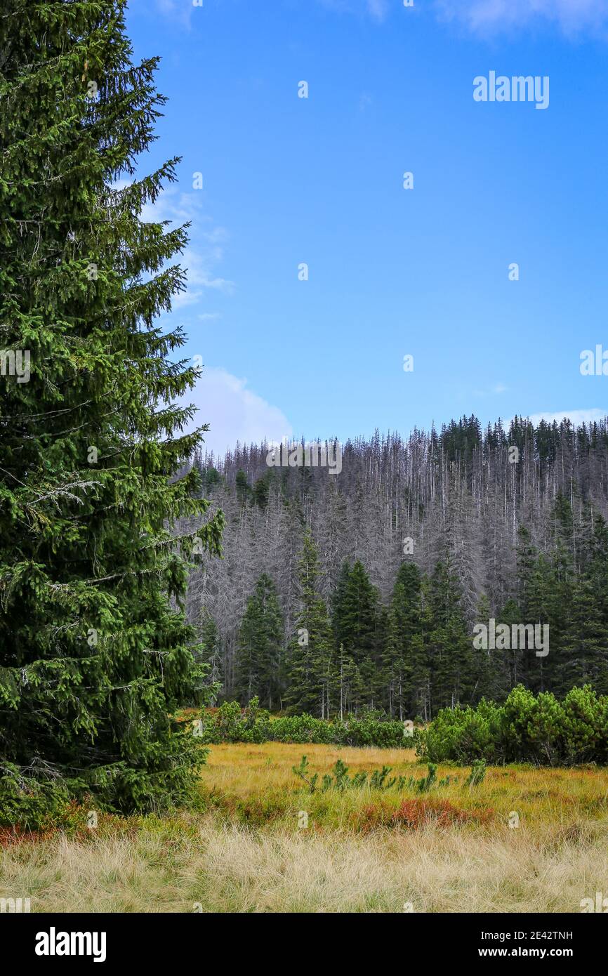 Autumn colors medaow in Tatra Mountains with withered pine trees and spruces due to bark beetle attack, yellow grass on Rowien Waksmundzka Glade. Stock Photo