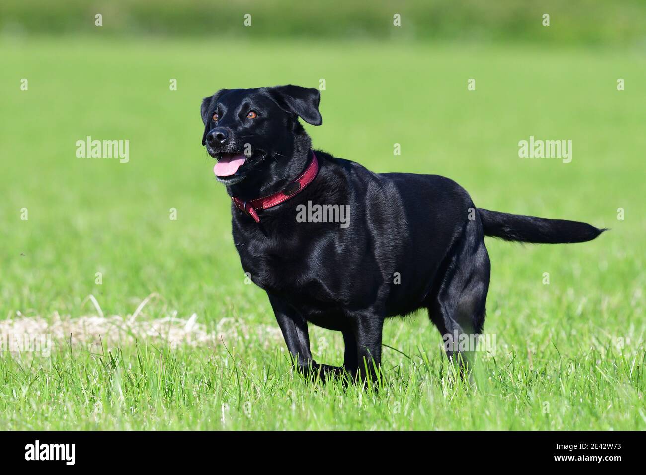 Action shot of a young black Labrador retriever running through a field ...