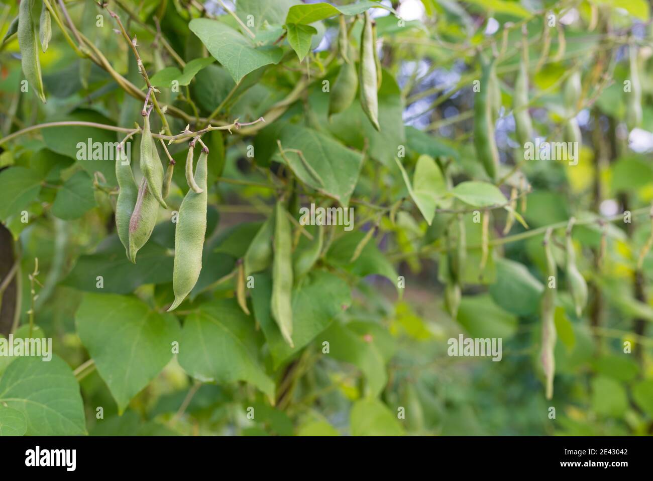 Green pods of kidney bean growing on farm. Bush with bunch of pods of haricot plant (Phaseolus vulgaris) ripening in homemade garden. Organic farming, Stock Photo