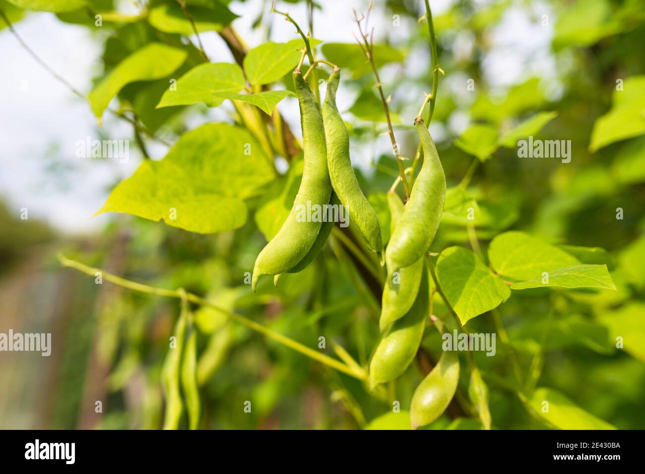 Green pods of kidney bean growing on farm. Bush with bunch of pods of