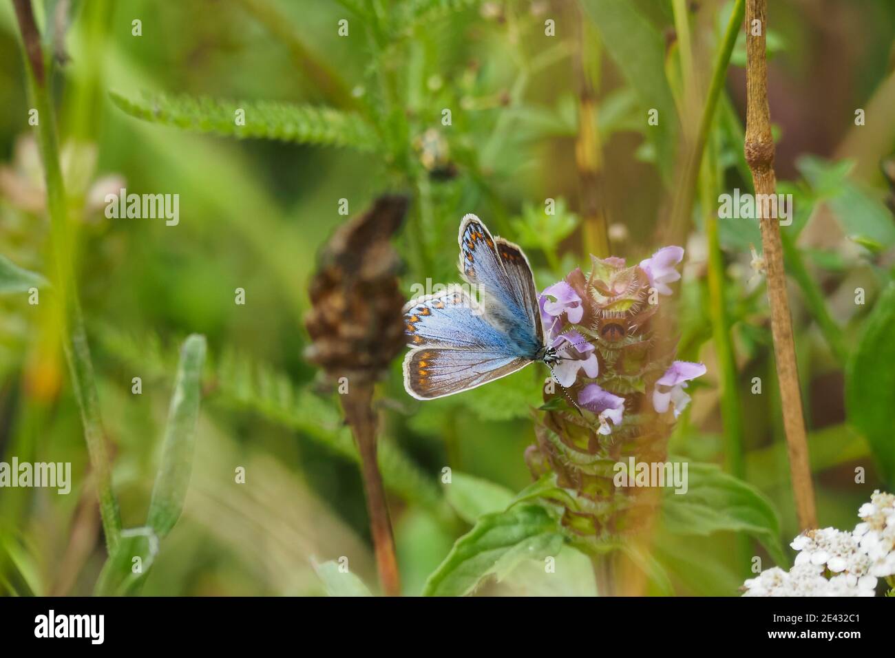 The common blue butterfly (Polyommatus icarus) is a butterfly in the family Lycaenidae and subfamily Polyommatinae. , beatiful photo Stock Photo