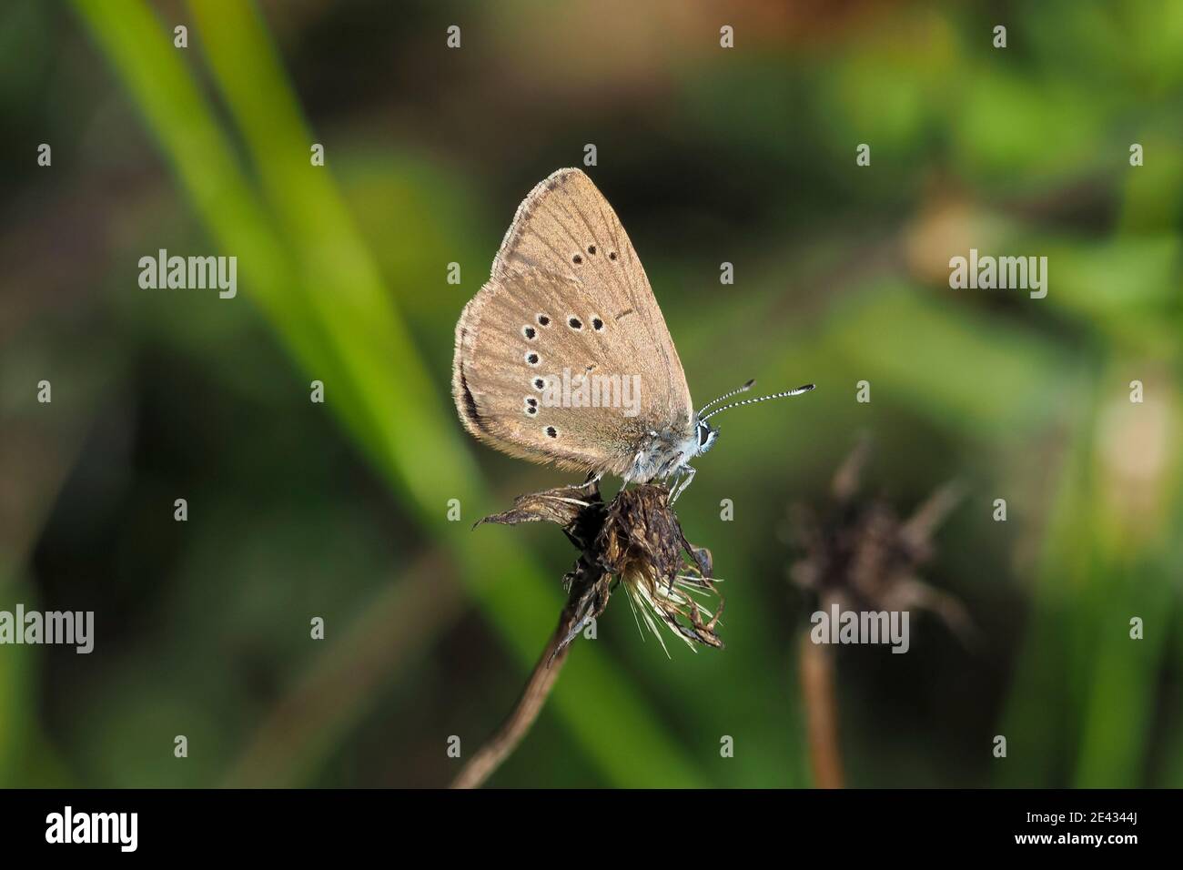 The dusky large blue (Phengaris nausithous) is a species of butterfly in the family Lycaenidae. , beatiful photo Stock Photo