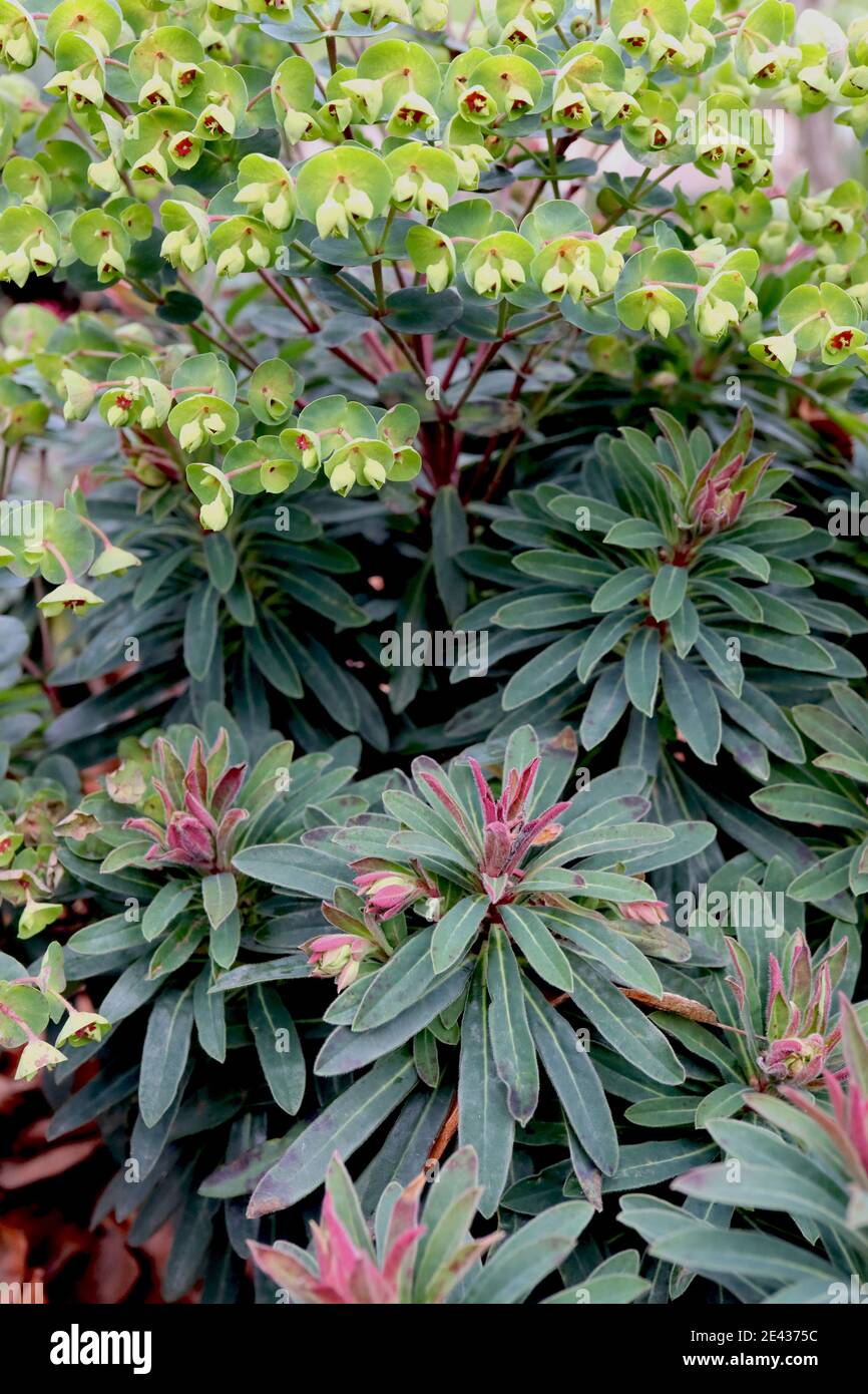 Euphorbia x martinii ‘Rudolph’ Martin’s spurge – lime green flowers and dark green lance-shaped leaves,  January, England, UK Stock Photo