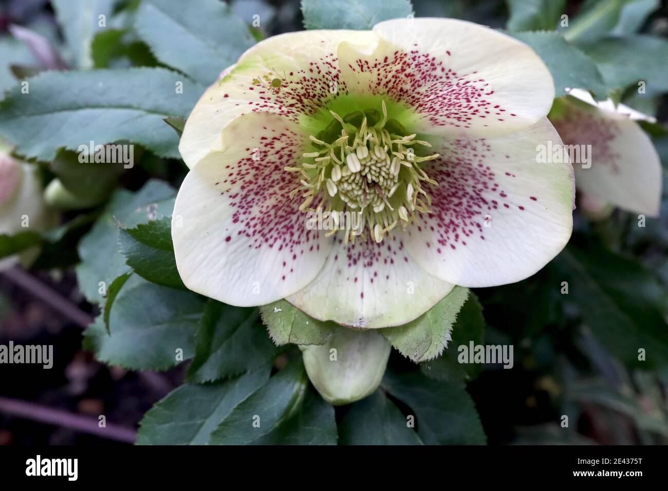 Hellebore x hybridus  White single hellebore with purple freckles and rounded petals, January, England, UK Stock Photo