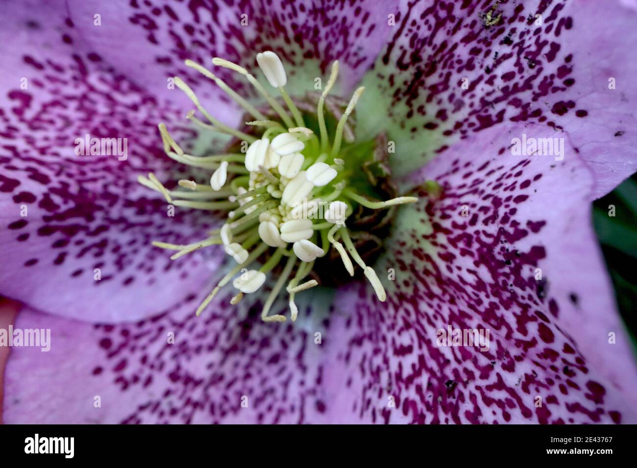 Hellebore x hybridus  Lilac single hellebore with purple freckles, macro view January, England, UK Stock Photo