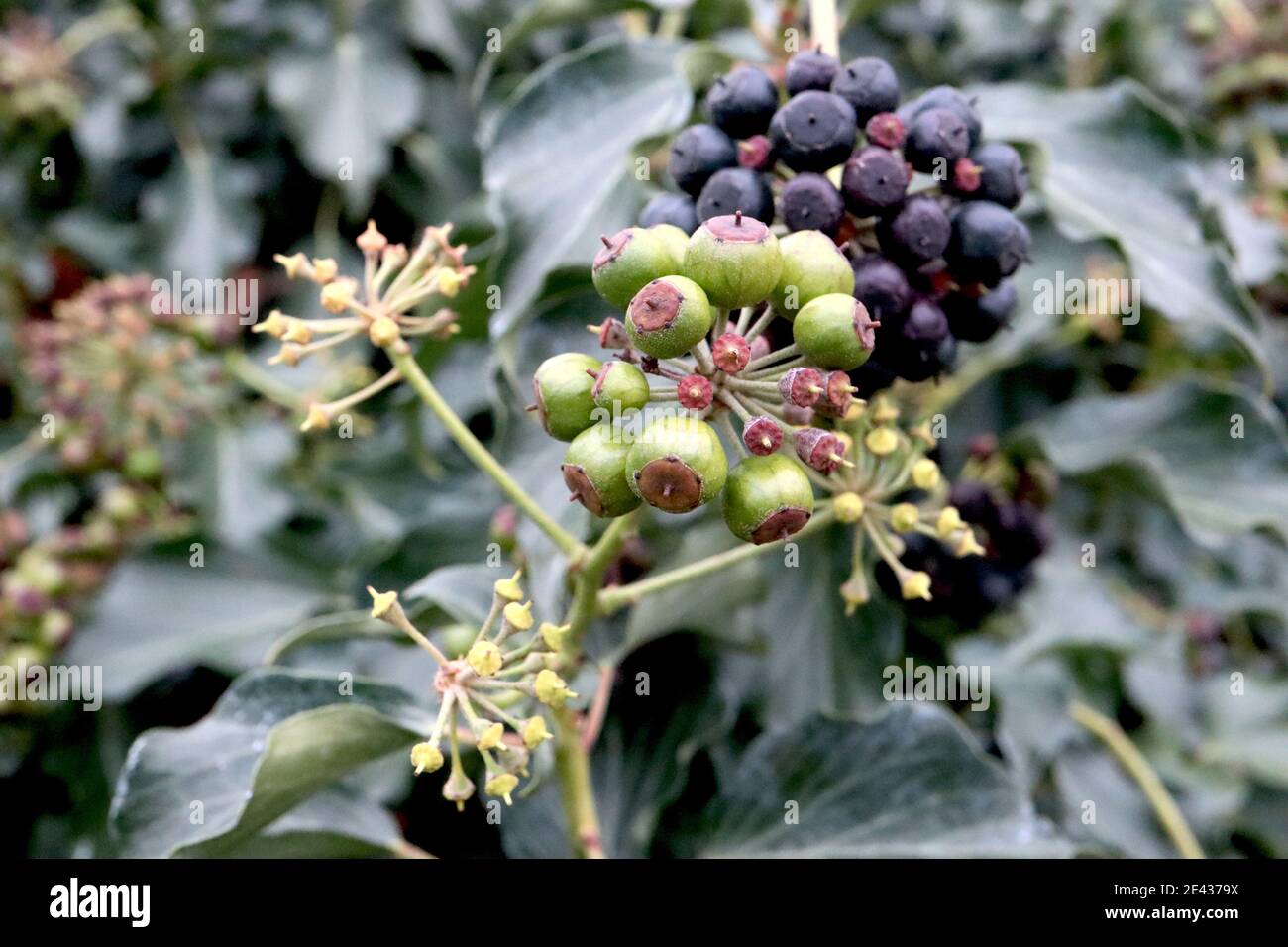 Ivy Berries High Resolution Stock Photography And Images Alamy
