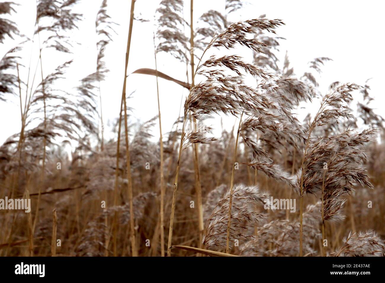 Phragmites australis subsp. australis Common Reed – tall buff flower plumes, January, England, UK Stock Photo