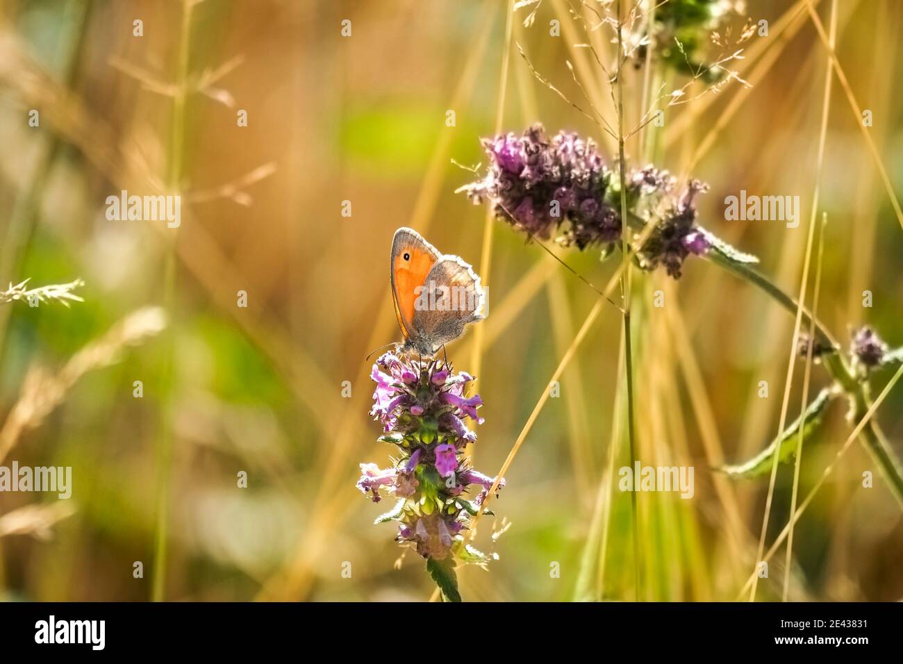 The small heath (Coenonympha pamphilus) is a butterfly species belonging to the family Nymphalidae, classified within the subfamily Satyrinae (commonl Stock Photo