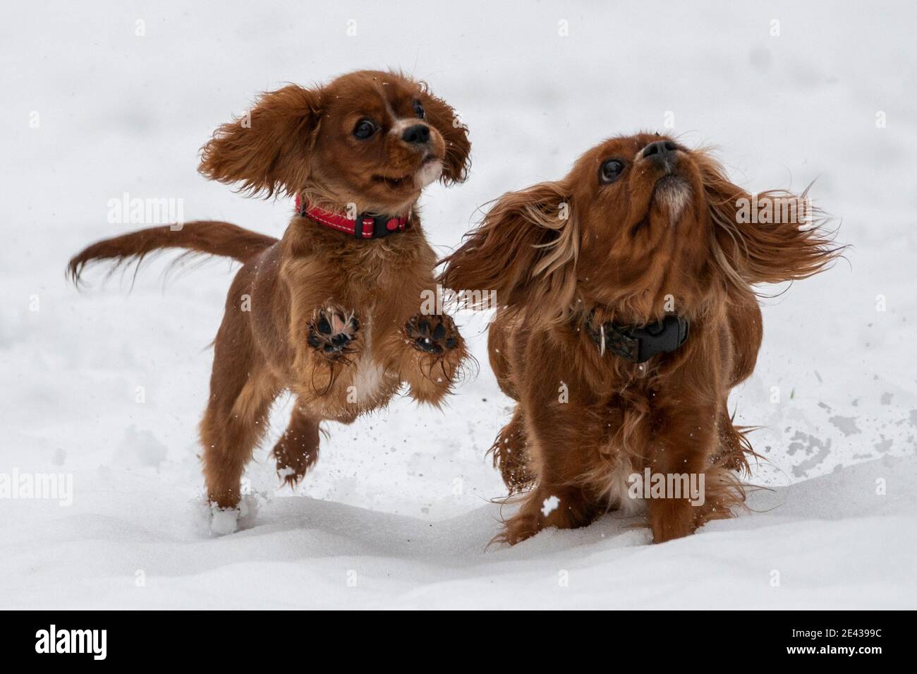 Traquair Scottish Borders, UK. 21st Jan, 2021. UK. Scotland, UK, Cold weather, Snow. A view of a wintry scene of snowfall at Traquair House, in the Scottish Borders. Image shows Catherine Maxwell Stuart, the owner of Traquair House, walking her King Charles spaniels in the snow, Delphie and Delores. Traquair, ScotlandÕs Oldest Inhabited House. Visited by 27 Scottish Kings and Queens Traquair dates back to 1107 and has been lived in by the Stuart family since 1491. Credit: phil wilkinson/Alamy Live News Stock Photo