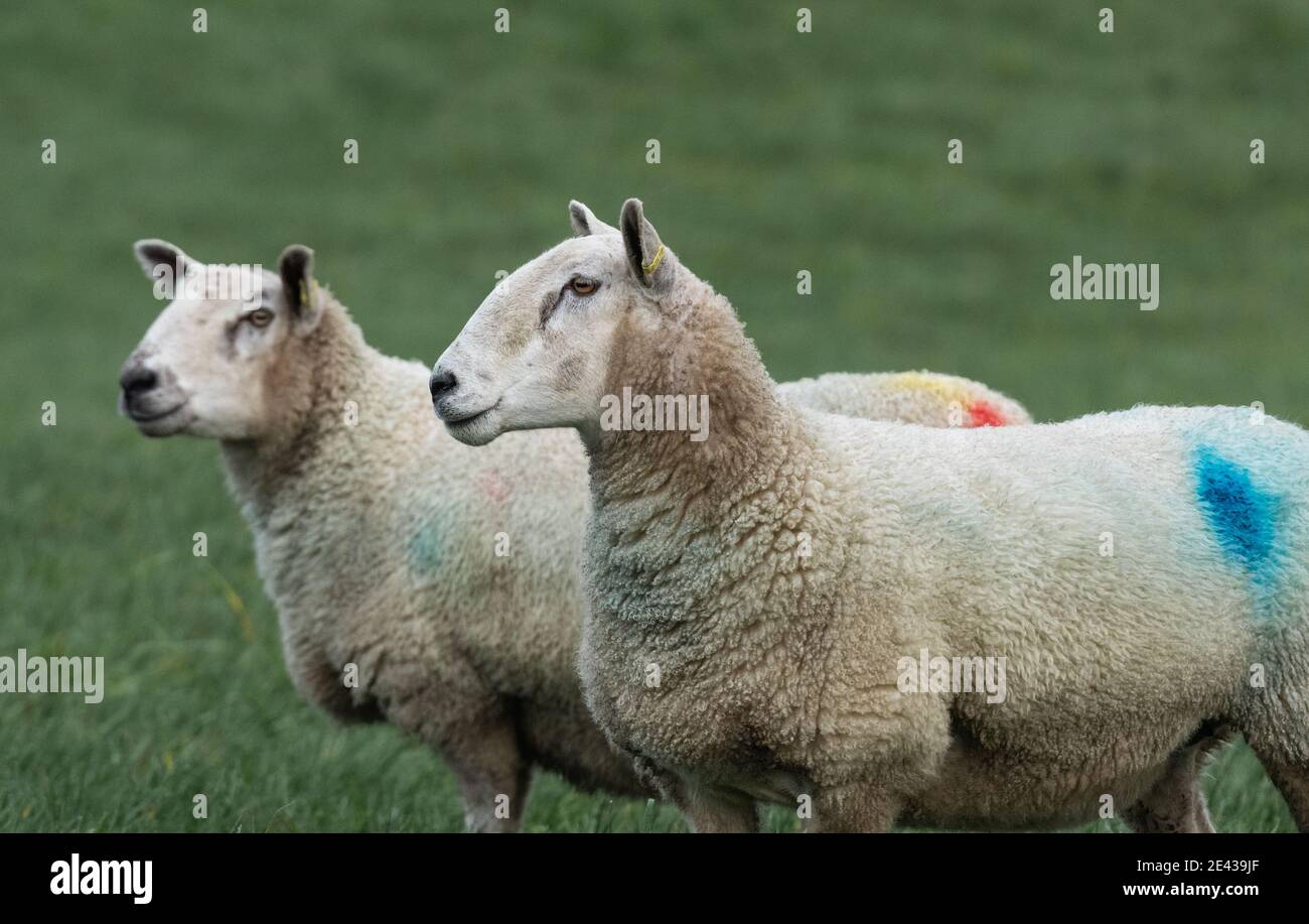 Two rams (tups) in a field in Yorkshire. There are smit marks on their backs. Stock Photo