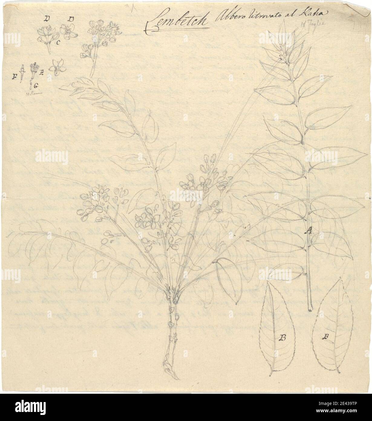 Luigi Balugani, 1737â€“1770, Italian, Lembetch (Clausena anisata), 1770. Graphite on meidum, slightly textured, beige laid paper.   flowers (plants) , leaves , mosquito , trees Stock Photo