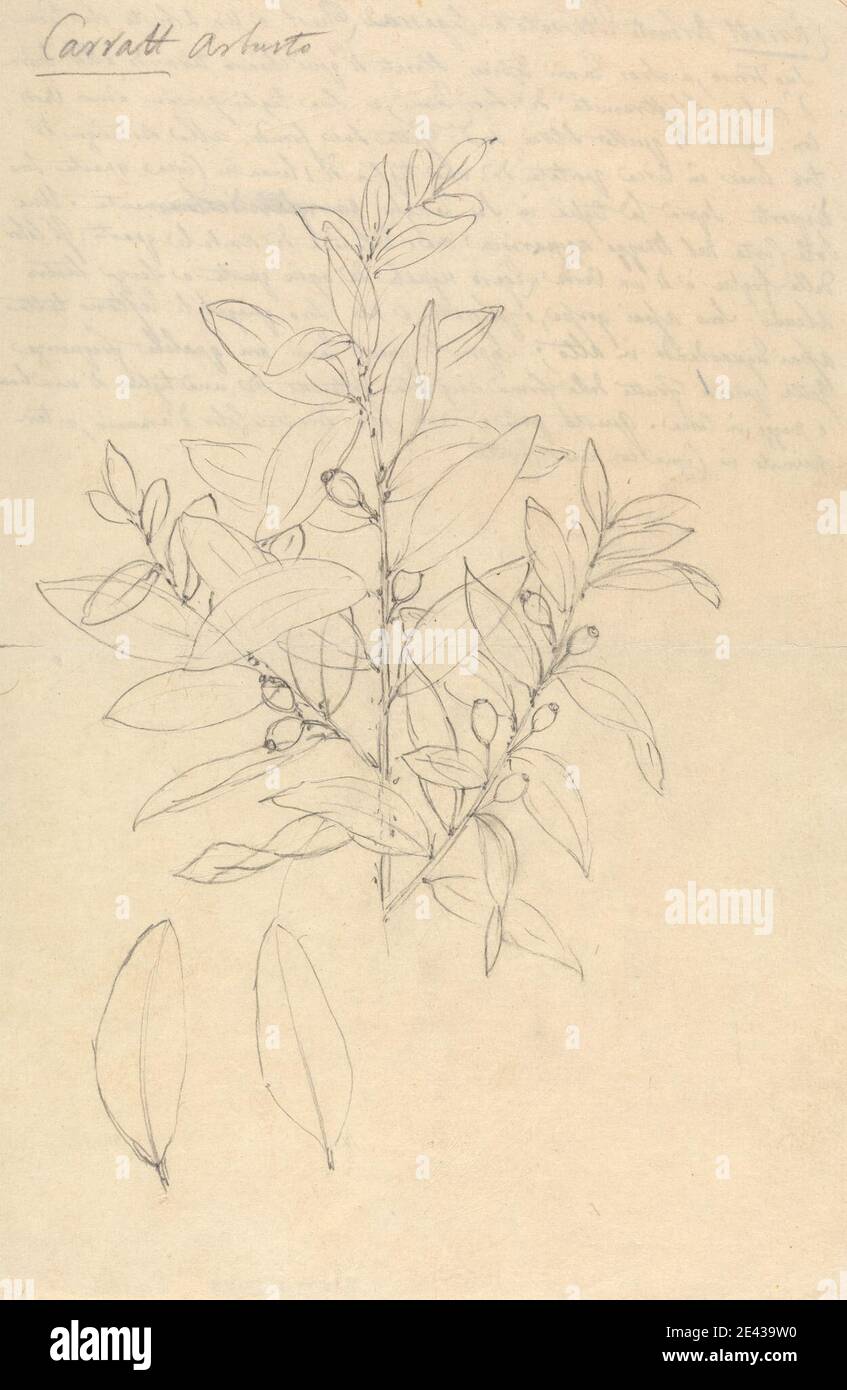 Luigi Balugani, 1737â€“1770, Italian, Carratt (Osyris lanceolata), undated. Graphite on medium, slightly textured, beige laid paper.   leaves , sandalwood , shrubs Stock Photo