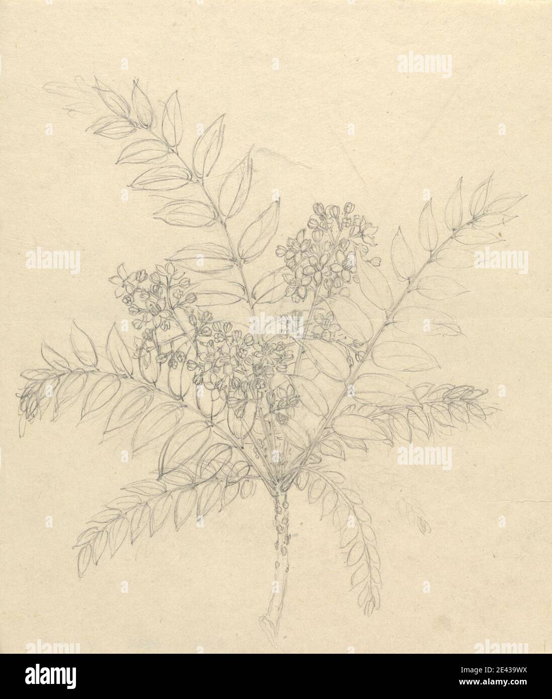 Luigi Balugani, 1737â€“1770, Italian, Clausena anisata, undated. Graphite on medium, slightly textured, beige laid paper.   flowers (plants) , fruits , trees Stock Photo