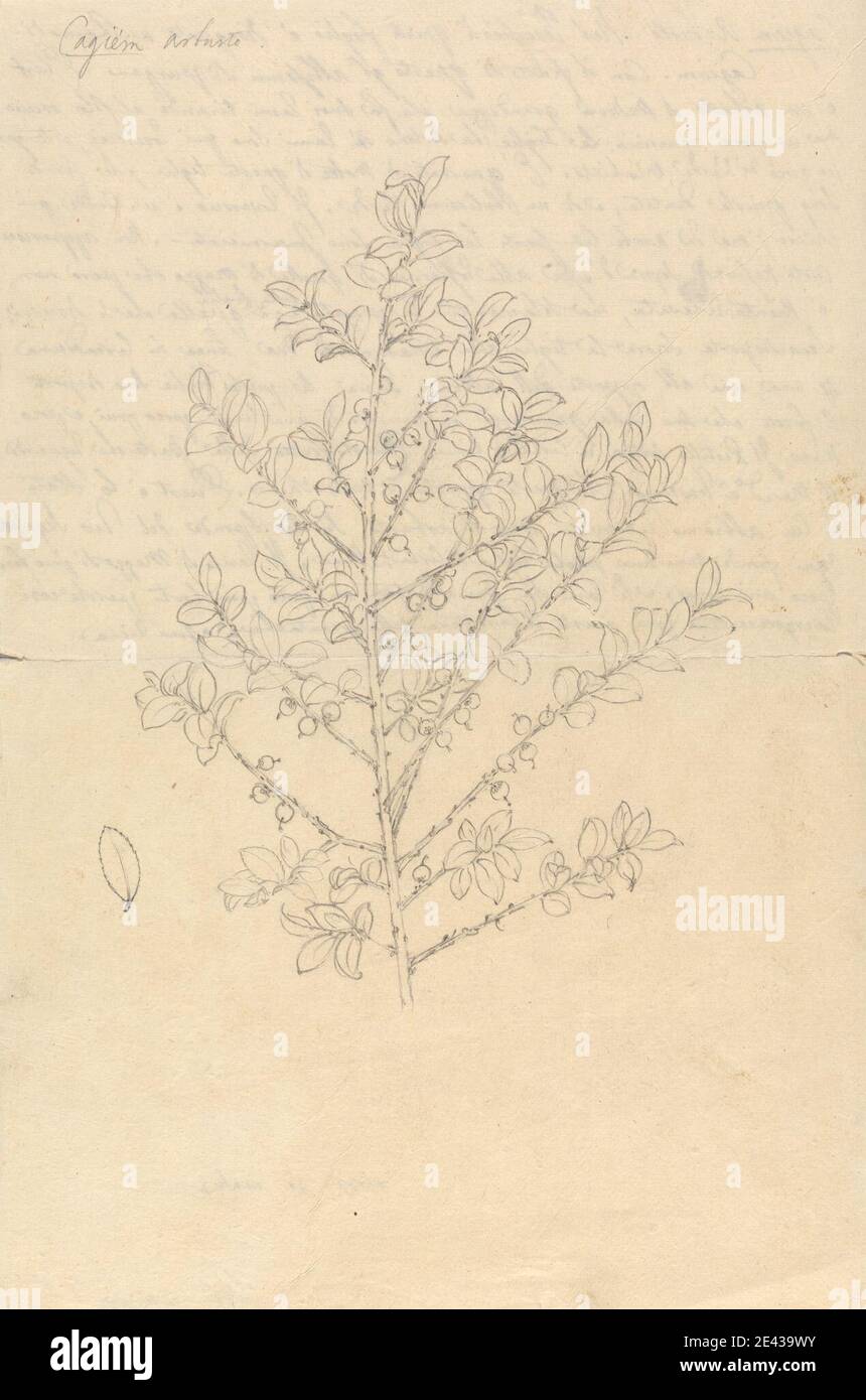 Luigi Balugani, 1737â€“1770, Italian, Cagiem (Myrsine africana), undated. Graphite on medium, moderately textured, beige laid paper.   fruits , shrubs Stock Photo
