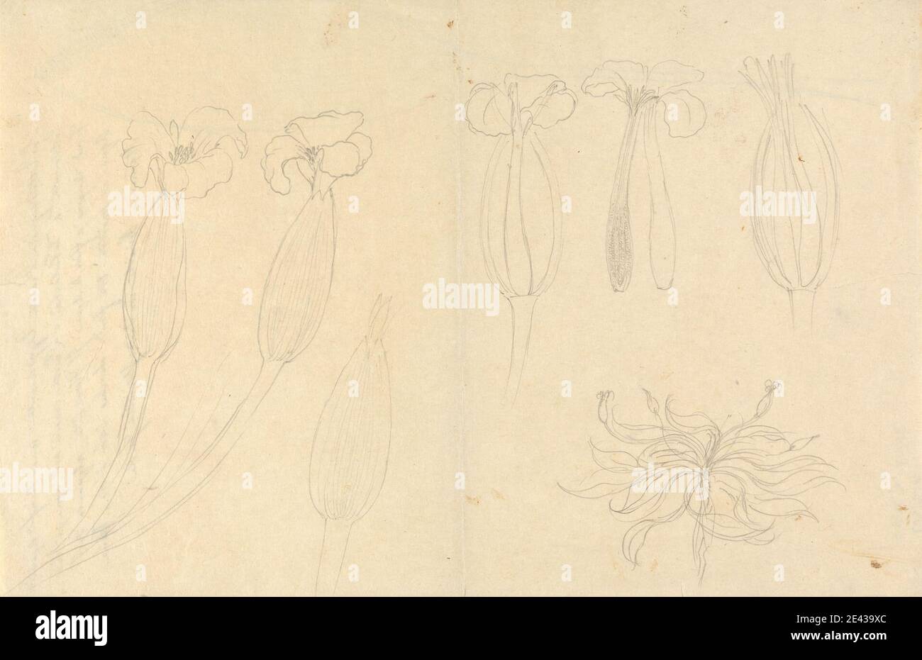 Luigi Balugani, 1737â€“1770, Italian, Ottelia ulvifolia, undated. Graphite on medium, slightly textured, beige laid paper.   flowers (plants) , water lilies Stock Photo