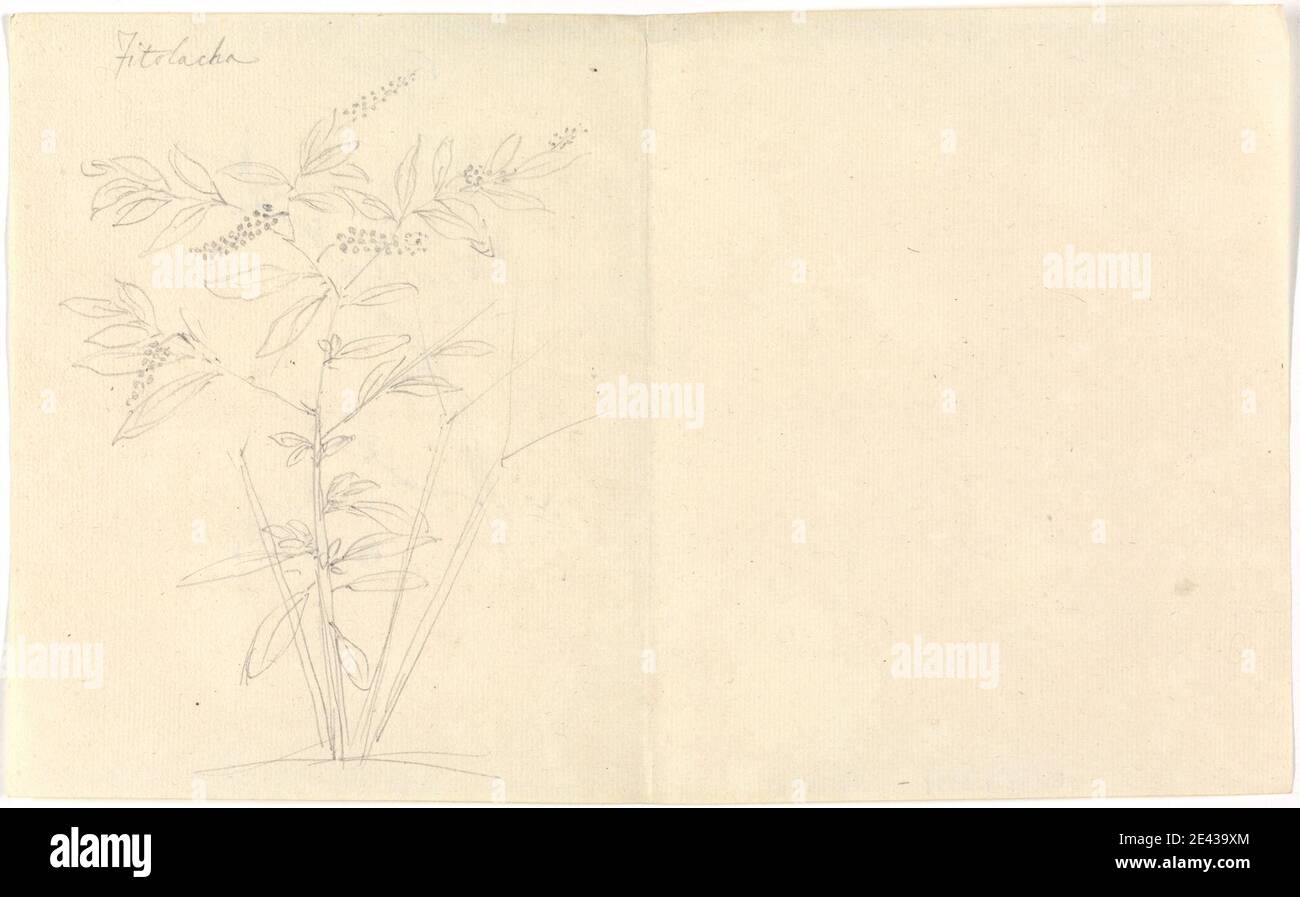 Luigi Balugani, 1737â€“1770, Italian, Fitolacha (Phytolacca dodecandra), undated. Graphite on medium, slightly textured, cream laid paper.   berry , branches , flowers (plants) , shrubs Stock Photo
