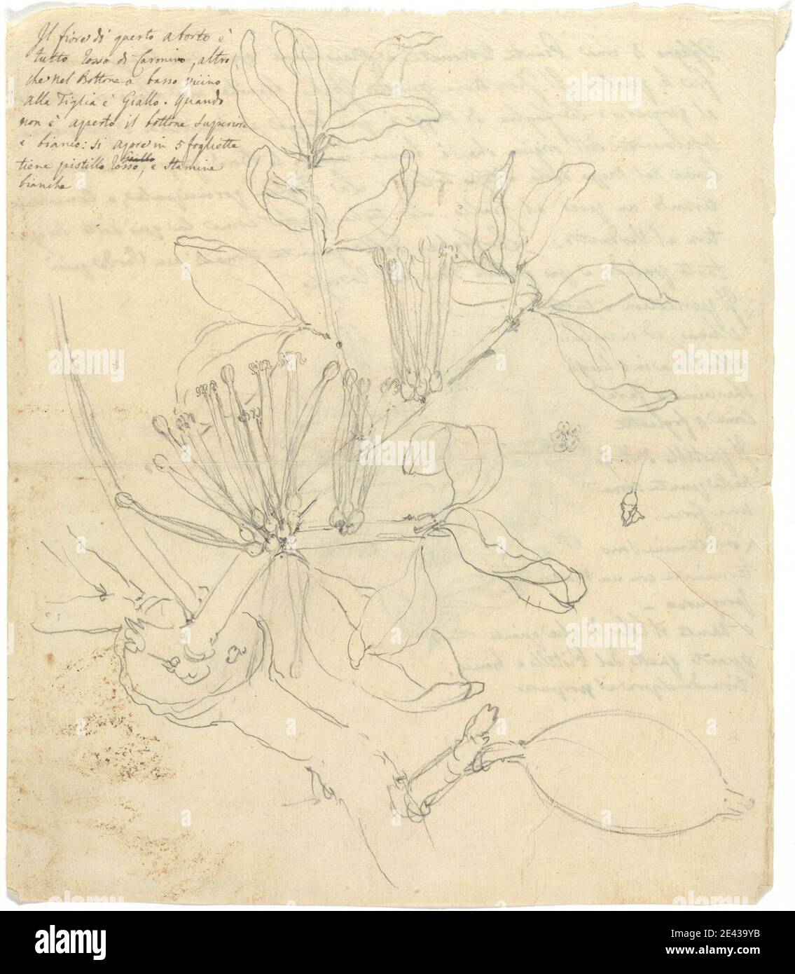 Luigi Balugani, 1737â€“1770, Italian, Loranthus globiferus, undated. Graphite on medium, slightly textured, beige wove paper.   flowers (plants) , mistletoe , red , shrubs Stock Photo