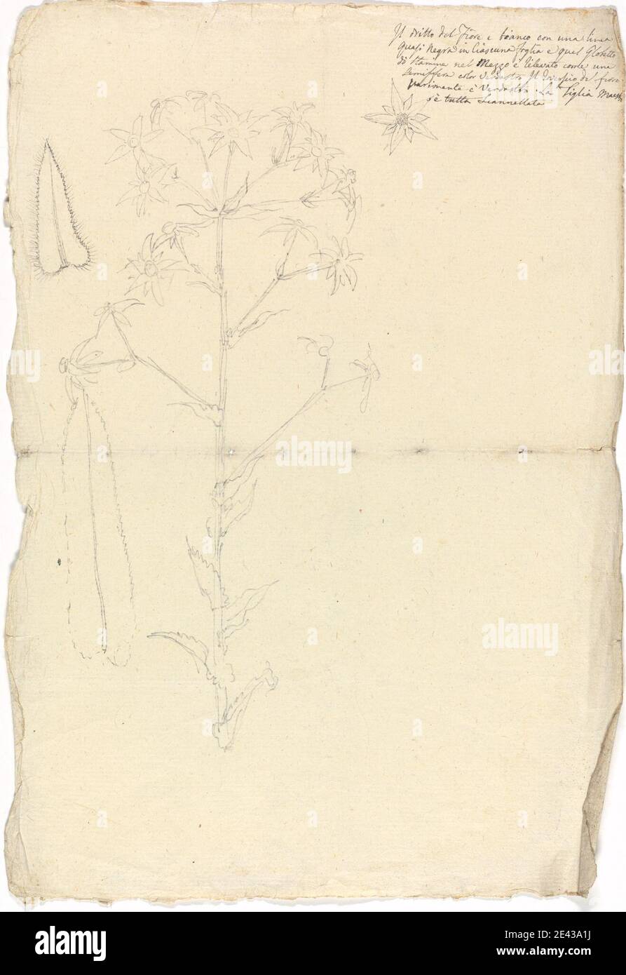 Luigi Balugani, 1737â€“1770, Italian, Alepidea Peduncularis, undated. Graphite on moderately thick, moderately textured, cream laid paper.   flowers (plants) , herbs Stock Photo