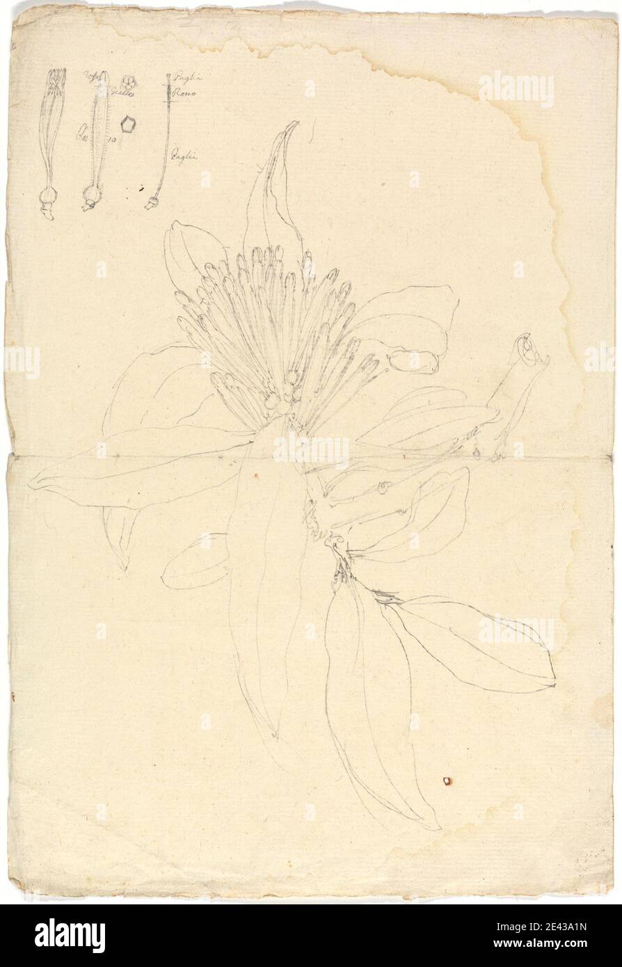 Luigi Balugani, 1737â€“1770, Italian, Loranthus Heteromorphus, undated. Graphite on moderately thick, slightly textured, cream laid paper.   details , mistletoe , trees Stock Photo