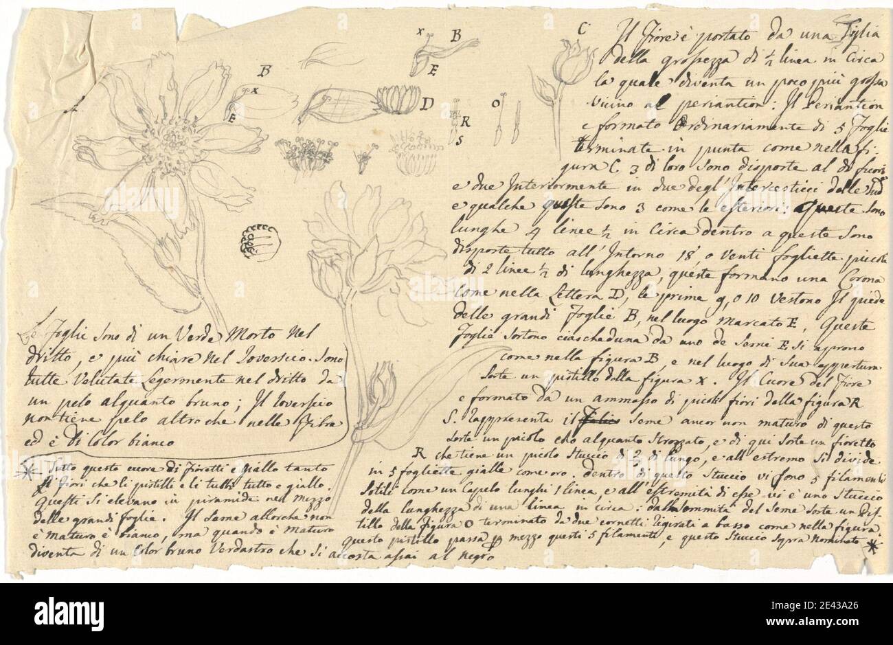 Luigi Balugani, 1737â€“1770, Italian, Guizotia Abyssinica, undated. Graphite and pen and black ink on medium, slightly textured, beige laid paper.   details , flowers (plants) Stock Photo