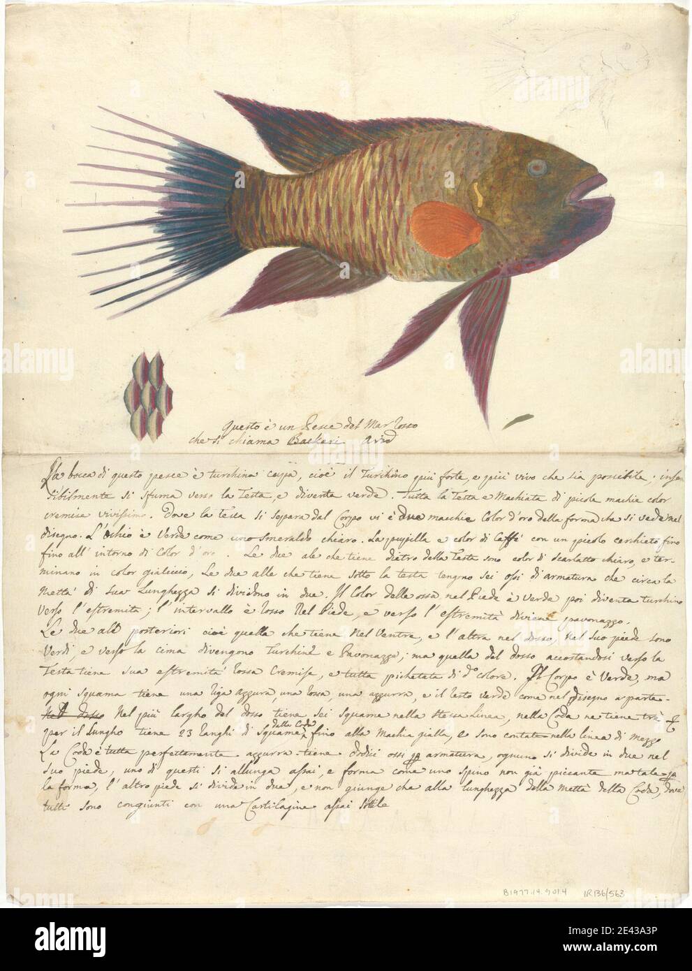 Luigi Balugani, 1737â€“1770, Italian, A Fish from the Red Sea, undated. Watercolor, gouache, and graphite on medium, slightly textured, cream laid paper.   fish Stock Photo