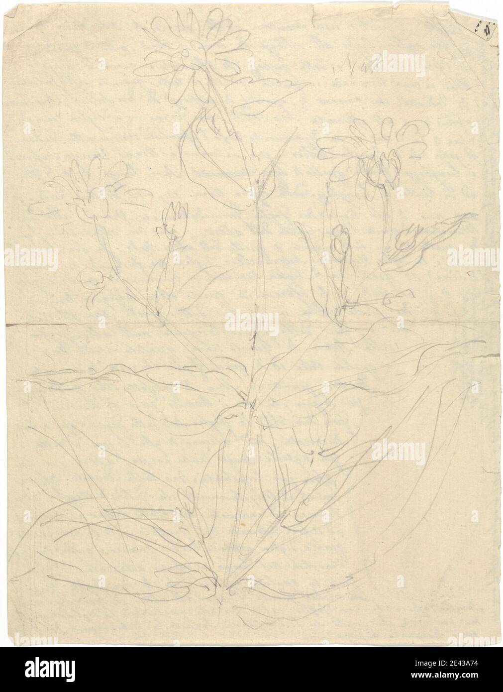 Luigi Balugani, 1737â€“1770, Italian, Nuk (Guizotia abyssinica), undated. Graphite on medium, slightly textured, beige laid paper.   flowers (plants) , leaves , oil Stock Photo