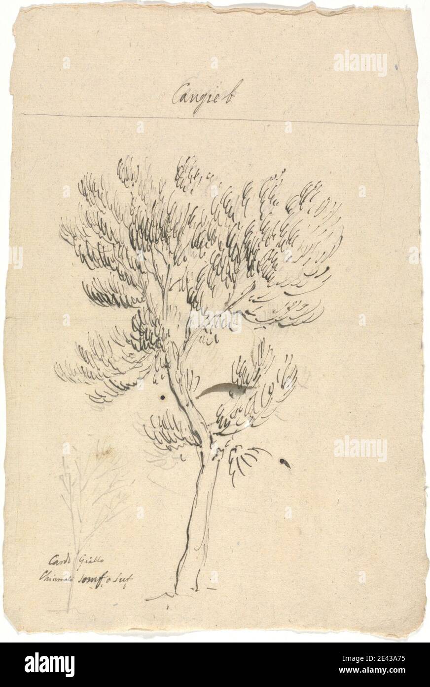 Luigi Balugani, 1737â€“1770, Italian, Juniperus Procera, undated. Graphite and pen and brown ink on medium, moderately textured, beige laid paper.   cypress , juniper , thistle , trees Stock Photo
