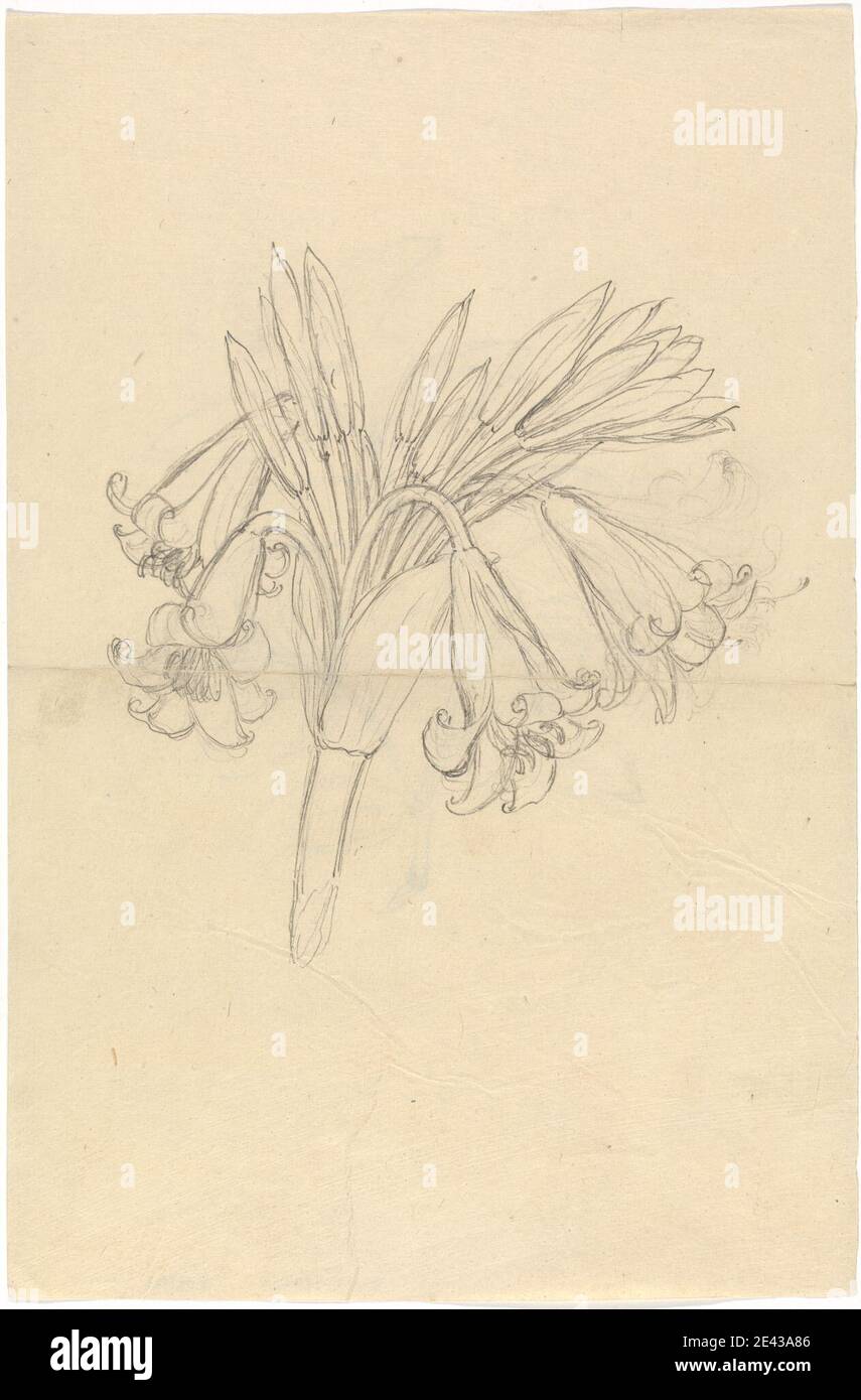 Luigi Balugani, 1737â€“1770, Italian, Crinum Schimperi, undated. Graphite on medium, slightly textured, cream wove paper.   flowers (plants) , leaves , lilies Stock Photo