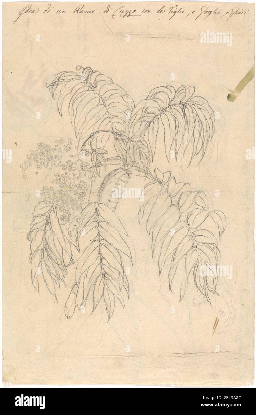Luigi Balugani, 1737â€“1770, Italian, Cuzzo (Hagenia abyssinica), undated. Graphite and watercolor on medium, slightly textured, cream wove paper.   details , flowers (plants) , leaves Stock Photo