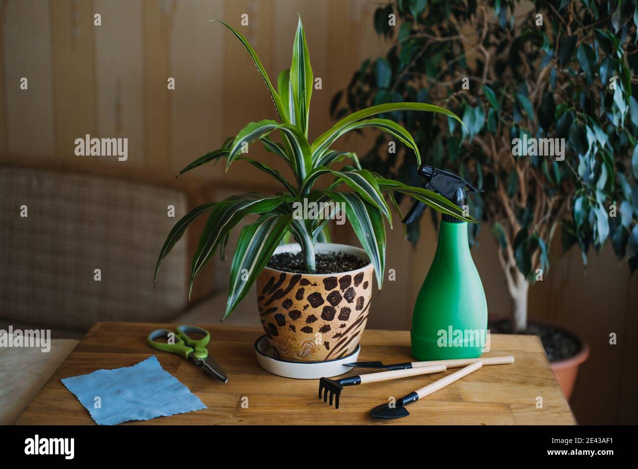 Spring Houseplant Care, Waking Up Indoor Plants for Spring. Female hands spray and washes the leaves of Dracaena fragrans house plants at home. Garden Stock Photo