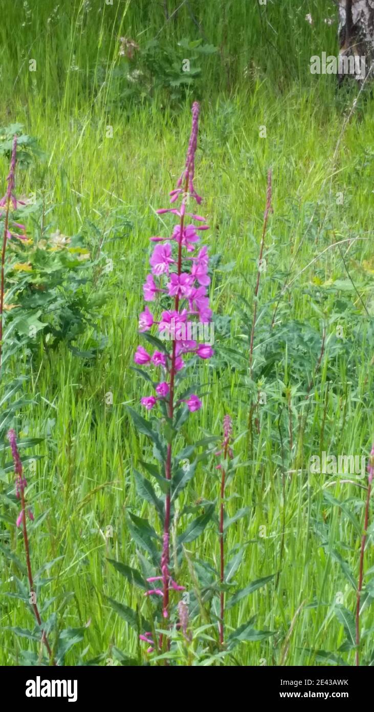 Rosebay willowherb london hi-res stock photography and images - Alamy