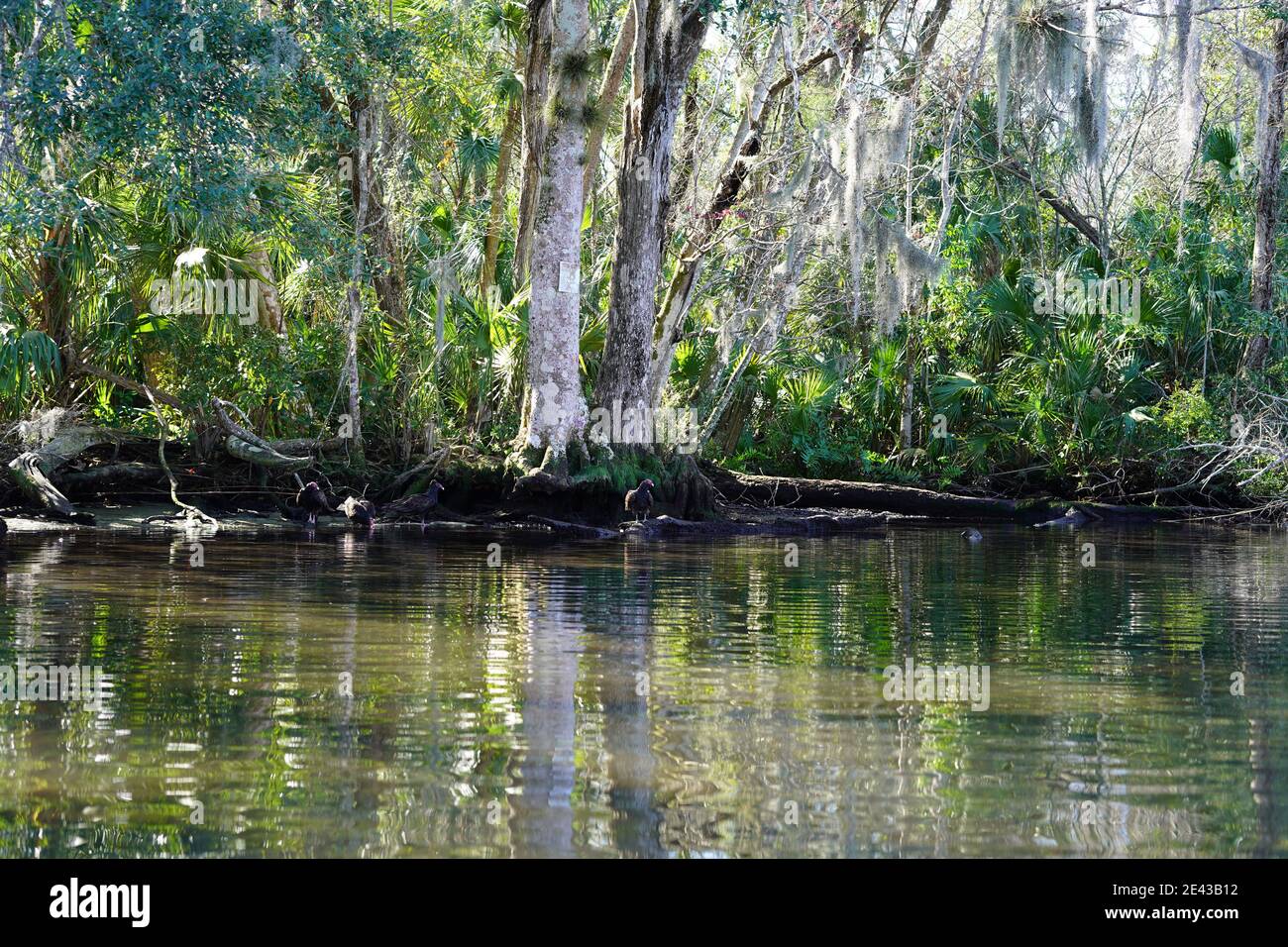 The natural beauty of Chassahowitzka river, FL Stock Photo - Alamy