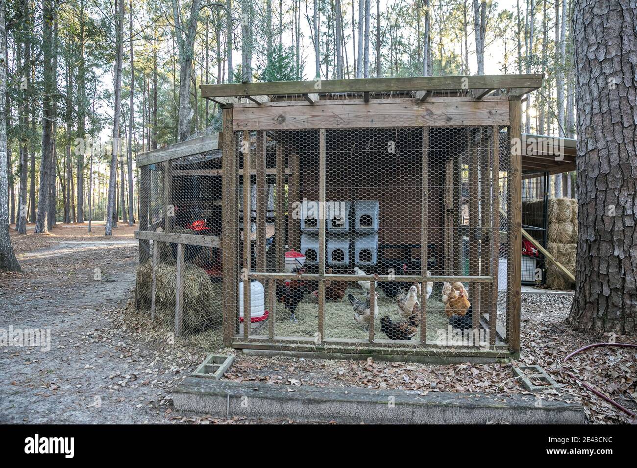 Inside chicken coop hires stock photography and images Alamy