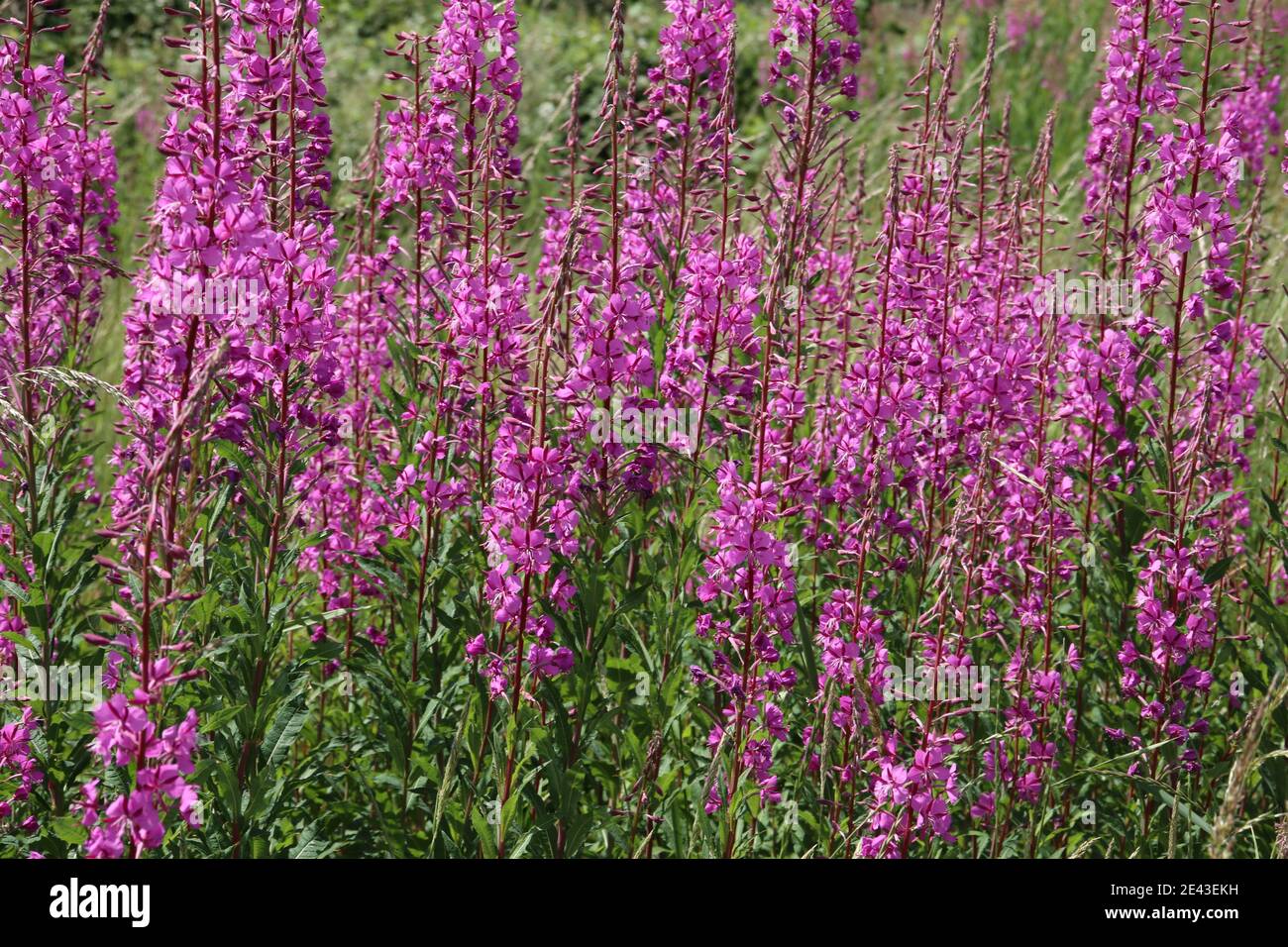 Rosebay willowherb london hi-res stock photography and images - Alamy