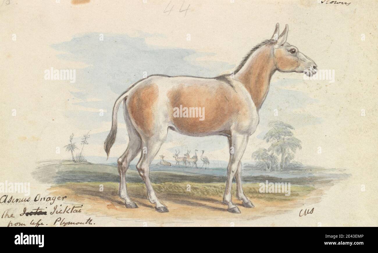 Charles Hamilton Smith, 1776â€“1859, Belgian, Asinus Onager Horse, ca. 1837. Watercolor, pen and gray ink and graphite on medium, smooth, cream, wove paper.   animal art Stock Photo
