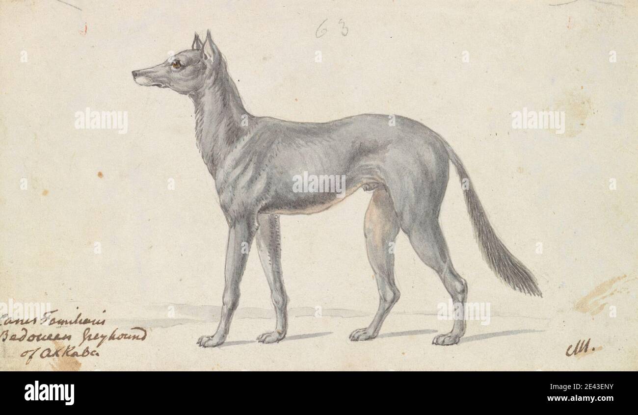 Charles Hamilton Smith, 1776â€“1859, Belgian, Bedouin Grayhound of Akkaba,  ca. 1837. Watercolor, pen and