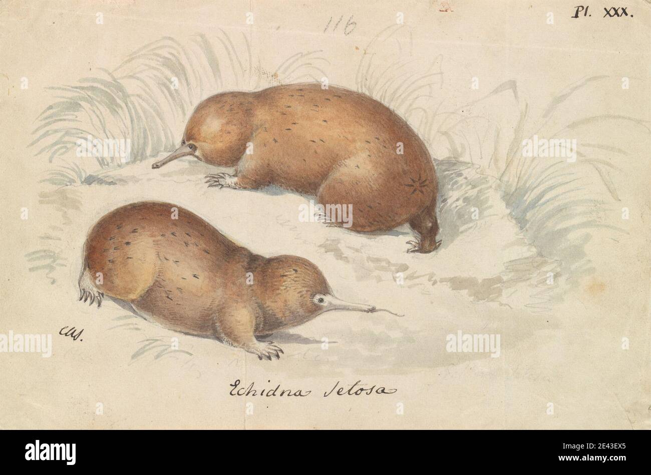 Charles Hamilton Smith, 1776â€“1859, Belgian, Long-beaked Echidna, ca. 1837. Watercolor and graphite on medium, smooth, cream, wove paper.   animal art Stock Photo