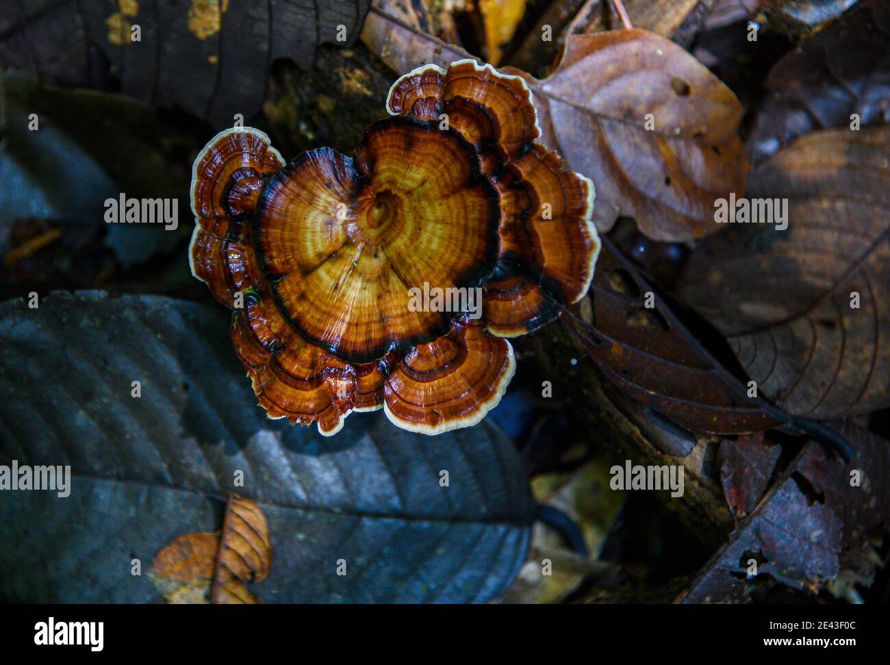 wood mushroom attached to a tree log Stock Photo