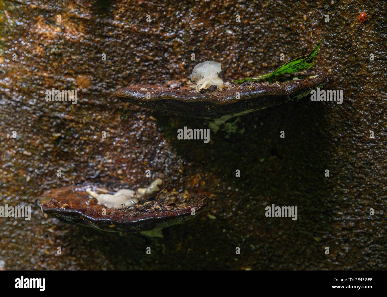 wood mushroom attached to a tree log Stock Photo